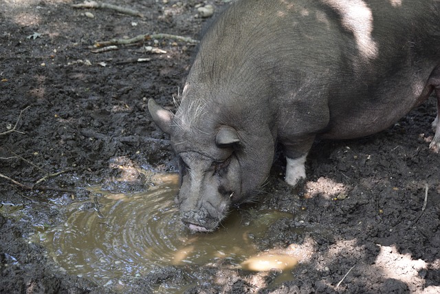 孙颖莎在比 孙颖莎在比